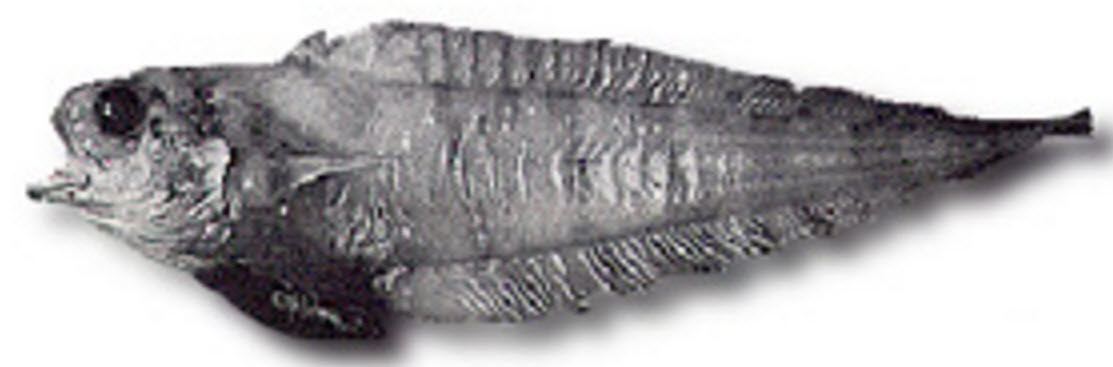 Eretmophorus kleinenbergi_12223